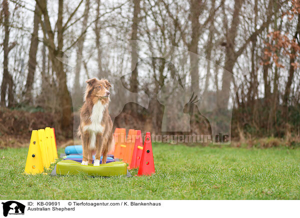 Australian Shepherd / Australian Shepherd / KB-09691