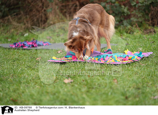 Australian Shepherd / Australian Shepherd / KB-09768