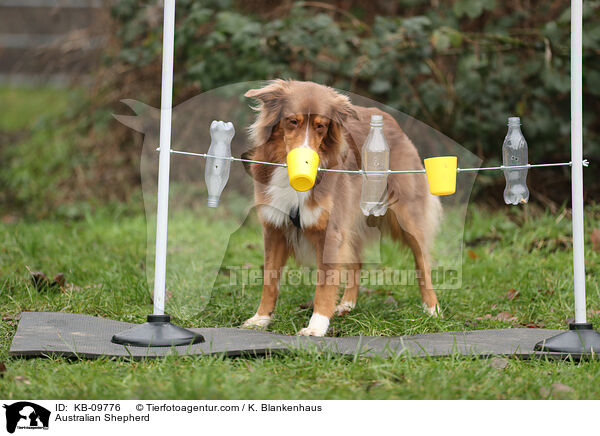 Australian Shepherd / KB-09776