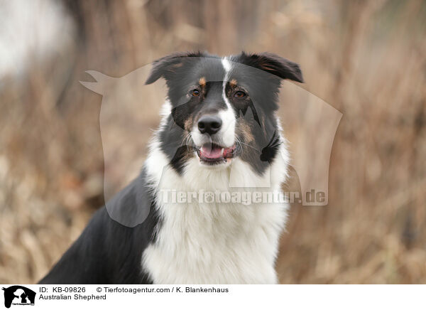 Australian Shepherd / Australian Shepherd / KB-09826