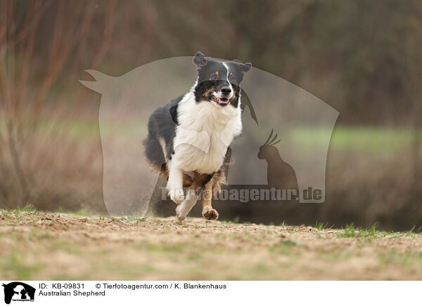 Australian Shepherd / Australian Shepherd / KB-09831