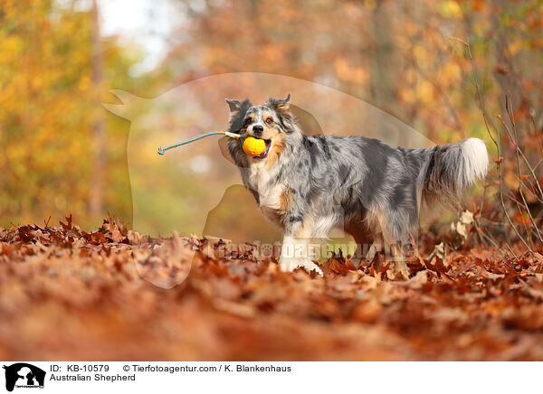 Australian Shepherd / Australian Shepherd / KB-10579