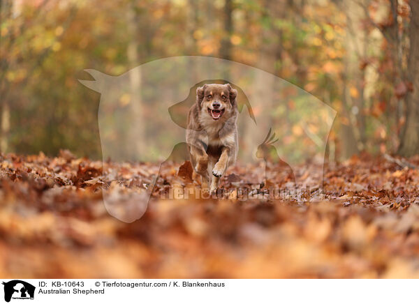 Australian Shepherd / Australian Shepherd / KB-10643