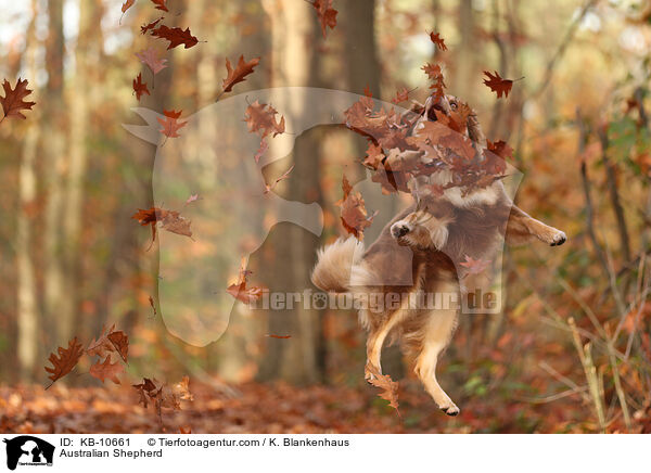 Australian Shepherd / Australian Shepherd / KB-10661