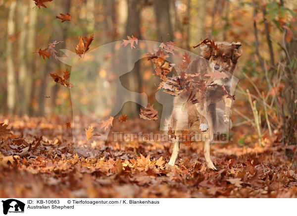 Australian Shepherd / Australian Shepherd / KB-10663