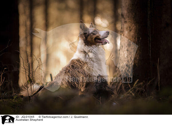 Australian Shepherd / Australian Shepherd / JQ-01045
