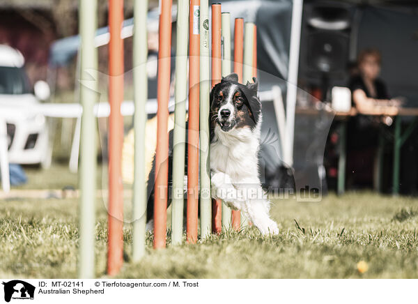 Australian Shepherd / Australian Shepherd / MT-02141