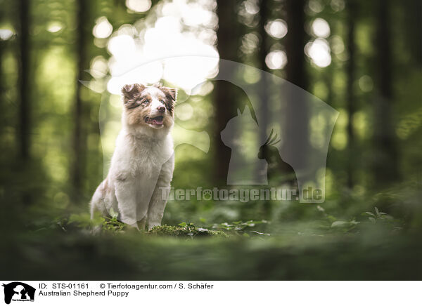 Australian Shepherd Welpe / Australian Shepherd Puppy / STS-01161