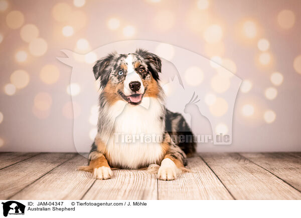 Australian Shepherd / Australian Shepherd / JAM-04347