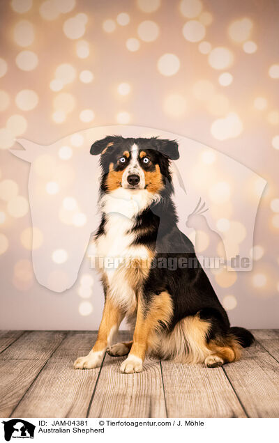 Australian Shepherd / Australian Shepherd / JAM-04381