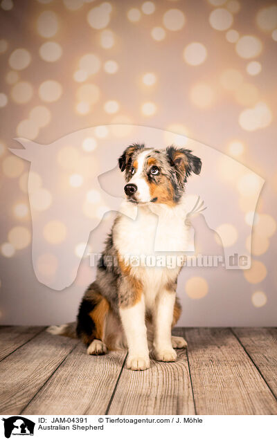 Australian Shepherd / Australian Shepherd / JAM-04391