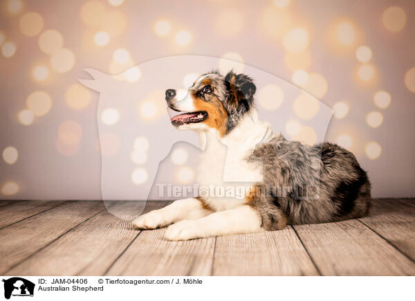 Australian Shepherd / Australian Shepherd / JAM-04406