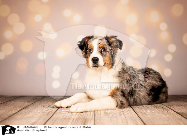 Australian Shepherd / Australian Shepherd / JAM-04408