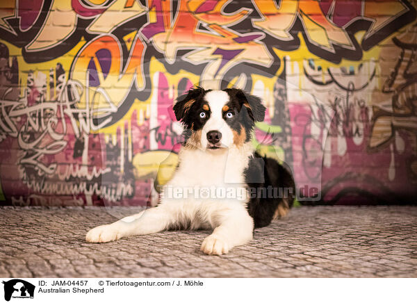 Australian Shepherd / Australian Shepherd / JAM-04457