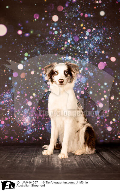 Australian Shepherd / Australian Shepherd / JAM-04557