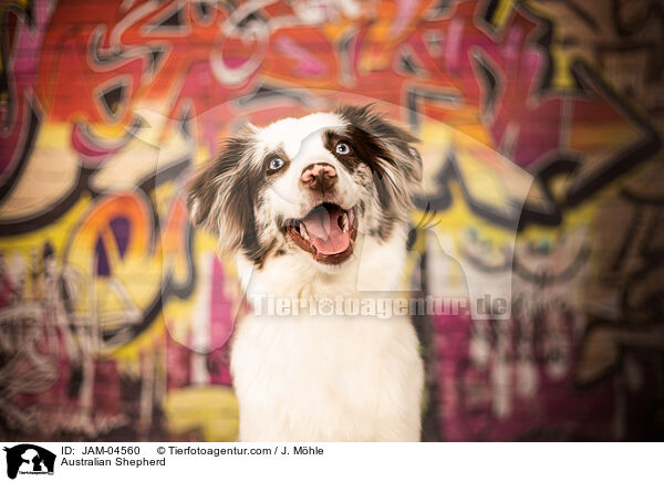 Australian Shepherd / Australian Shepherd / JAM-04560