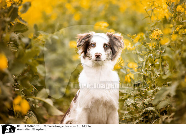 Australian Shepherd / Australian Shepherd / JAM-04563