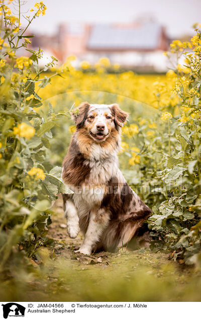 Australian Shepherd / Australian Shepherd / JAM-04566