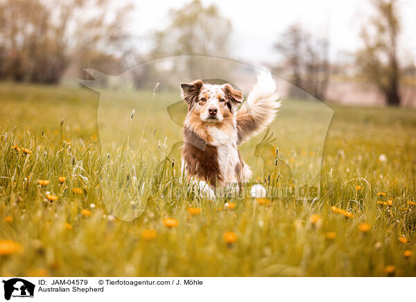 Australian Shepherd / Australian Shepherd / JAM-04579
