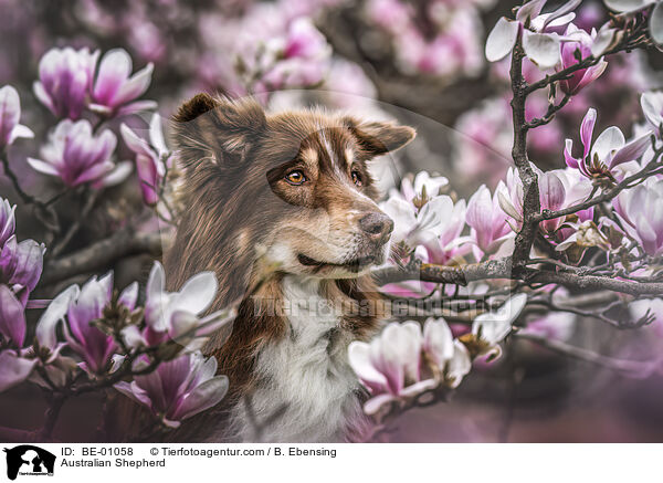 Australian Shepherd / Australian Shepherd / BE-01058