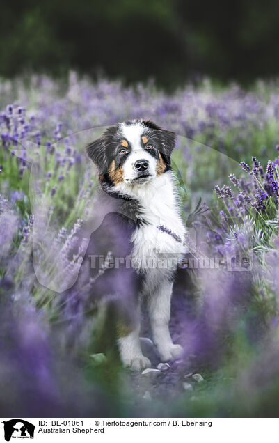 Australian Shepherd / Australian Shepherd / BE-01061