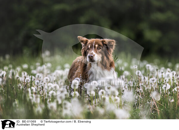 Australian Shepherd / Australian Shepherd / BE-01069