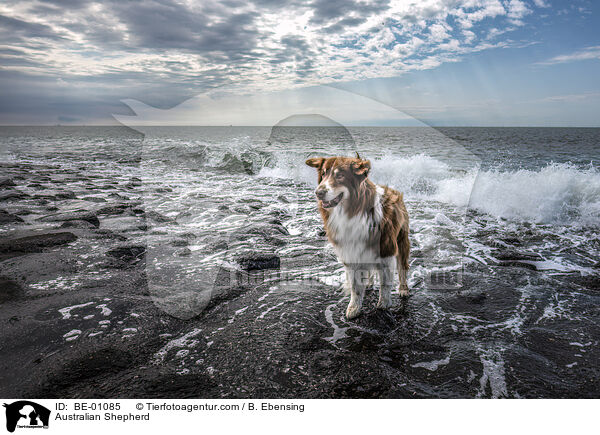 Australian Shepherd / Australian Shepherd / BE-01085