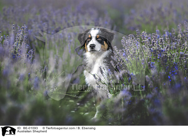 Australian Shepherd / Australian Shepherd / BE-01093