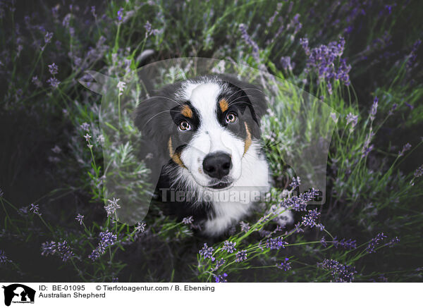 Australian Shepherd / Australian Shepherd / BE-01095