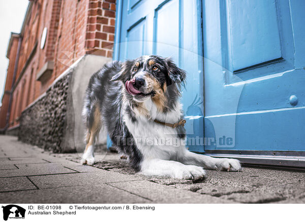 Australian Shepherd / BE-01098