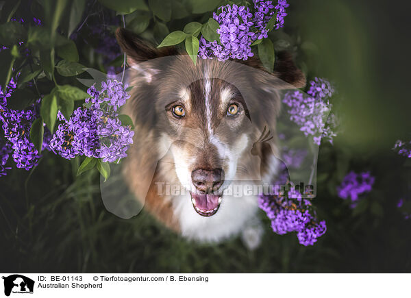 Australian Shepherd / Australian Shepherd / BE-01143