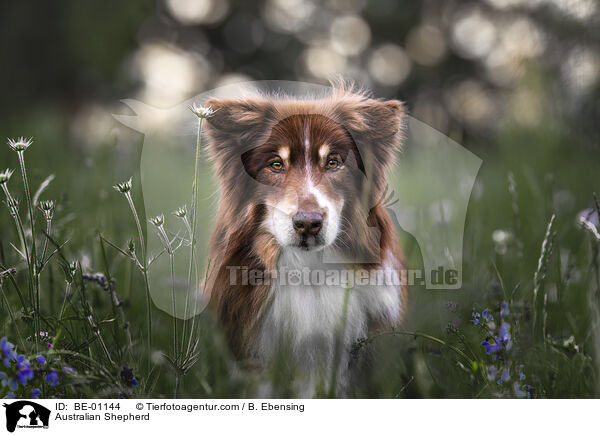 Australian Shepherd / Australian Shepherd / BE-01144