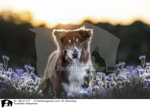 Australian Shepherd / Australian Shepherd / BE-01177