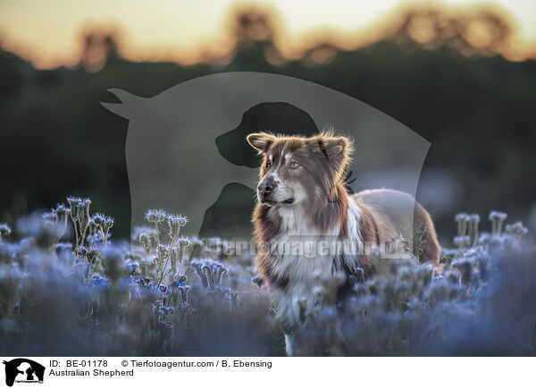 Australian Shepherd / Australian Shepherd / BE-01178