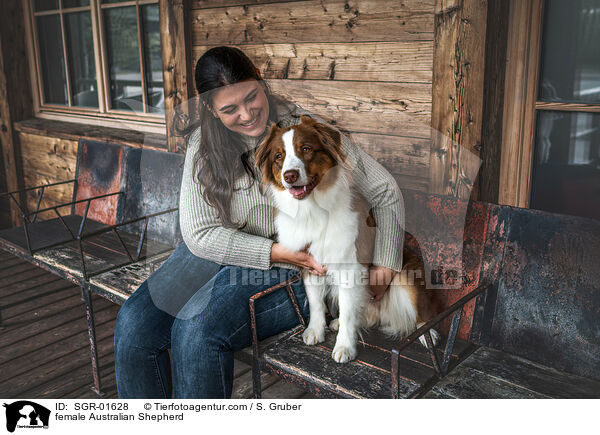 Australian Shepherd Hndin / female Australian Shepherd / SGR-01628