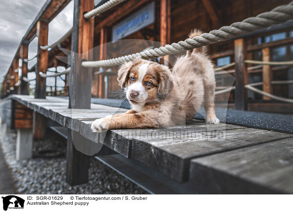 Australian Shepherd puppy / SGR-01629
