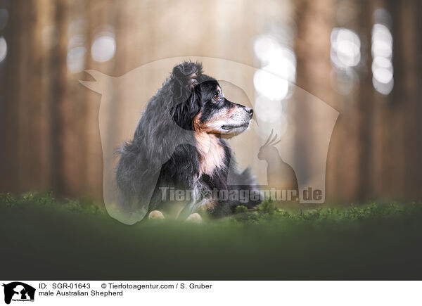 Australian Shepherd Rde / male Australian Shepherd / SGR-01643