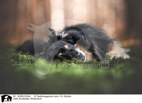 Australian Shepherd Rde / male Australian Shepherd / SGR-01644