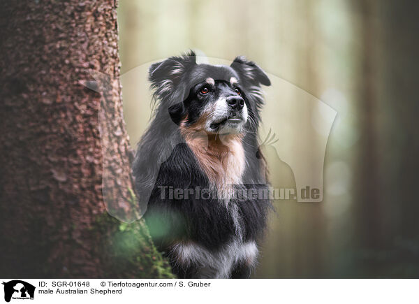 Australian Shepherd Rde / male Australian Shepherd / SGR-01648