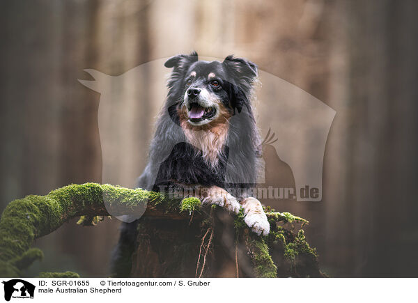 Australian Shepherd Rde / male Australian Shepherd / SGR-01655