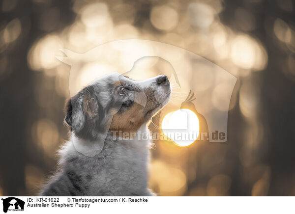 Australian Shepherd Welpe / Australian Shepherd Puppy / KR-01022