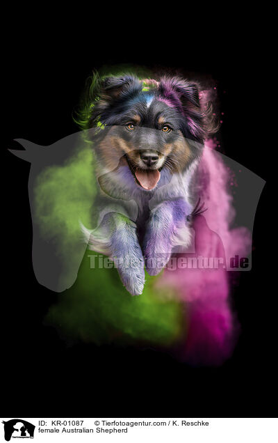 Australian Shepherd Hndin / female Australian Shepherd / KR-01087