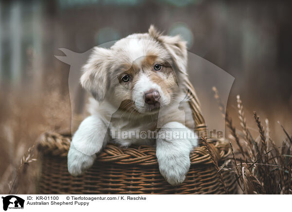 Australian Shepherd Welpe / Australian Shepherd Puppy / KR-01100