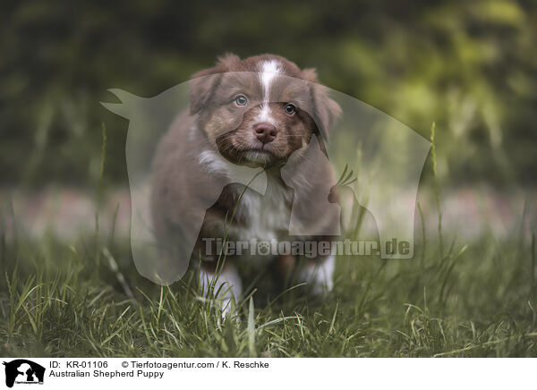 Australian Shepherd Welpe / Australian Shepherd Puppy / KR-01106