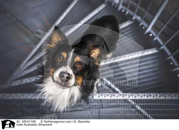 Australian Shepherd Rde / male Australian Shepherd / KR-01166