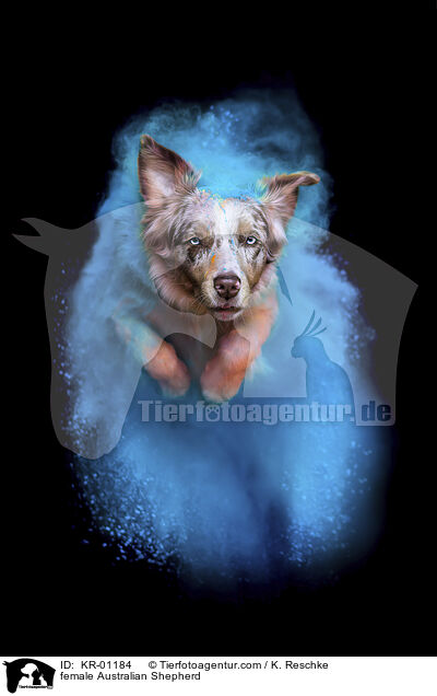 Australian Shepherd Hndin / female Australian Shepherd / KR-01184