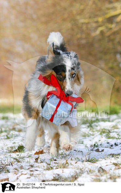 Australian Shepherd / Australian Shepherd / SI-02104