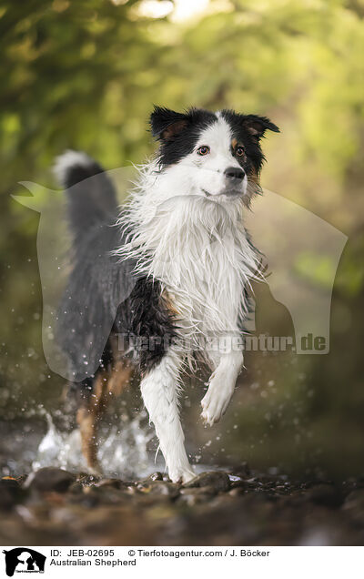 Australian Shepherd / Australian Shepherd / JEB-02695