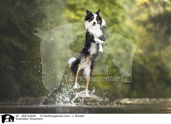Australian Shepherd / Australian Shepherd / JEB-02696