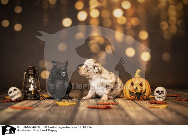 Australian Shepherd Welpe / Australian Shepherd Puppy / JAM-04679